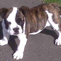 Old English Bulldog
