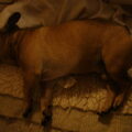 Franse Bulldog