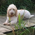 Grand Basset griffon vendéen