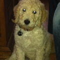 Labradoodle