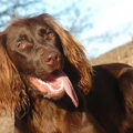Duitse Staande Hond, Langhaar