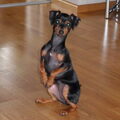 Dwergpinscher