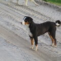 Appenzeller Sennenhond