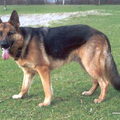 Duitse Herder