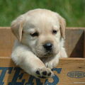Labrador Retriever