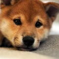 Shiba Inu