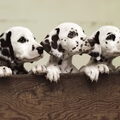 Dalmatische hond
