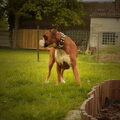 Boxer