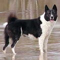 Karelische Berenhond