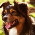 Sheltie