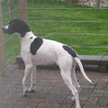 Pointer