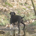 Pointer