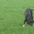 Pointer