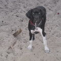 Pointer