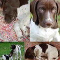 Gammel Dansk Hønsehund