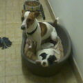 Jack Russell Terrier