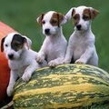 Jack Russell Terrier