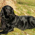 Flatcoated Retriever