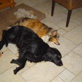 Flatcoated Retriever