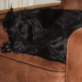 Flatcoated Retriever