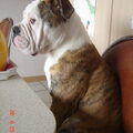 Old English Bulldog