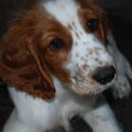 Welsh Springer Spaniel
