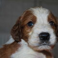 Welsh Springer Spaniel