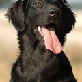 Flatcoated Retriever
