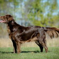 Flatcoated Retriever