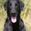 Flatcoated Retriever