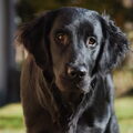 Flatcoated Retriever