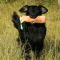 Flatcoated Retriever