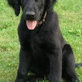 Flatcoated Retriever