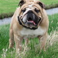 Engelse Bulldog