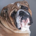 Engelse Bulldog