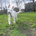Zwitserse Witte Herder