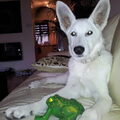 Zwitserse Witte Herder