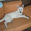 Zwitserse Witte Herder