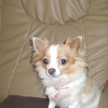 Chihuahua, langhaar