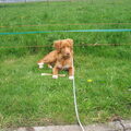 Nova Scotia Duck Tolling Retriever