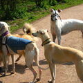 Galgo Español