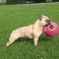 Franse Bulldog