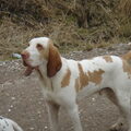 Bracco Italiano