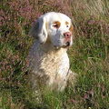 Clumber Spaniel