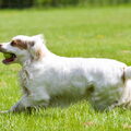 Clumber Spaniel
