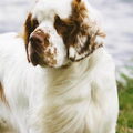 Clumber Spaniel