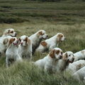 Clumber Spaniel