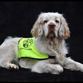 Clumber Spaniel