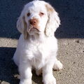 Clumber Spaniel