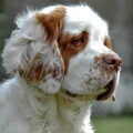 Clumber Spaniel